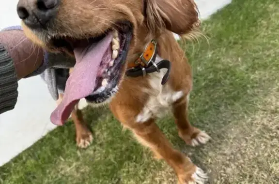 Chien trouvé Garçon (ff503537) - photo