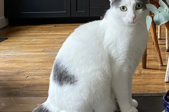 Chat perdu, Paris, photo: Chat disparu Fille, Paris (fl503542)