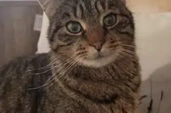 Animaux perdus , photo: Chat disparu Garçon (fl503544)