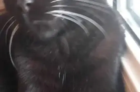 Animaux perdus Strasbourg, photo: Chat disparu Garçon, Strasbourg (fl503543)