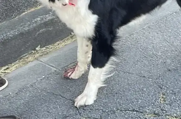 Chien trouvé Fille, Pérols (ff503545) - photo