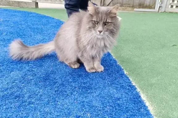 Chat trouvé (ff503552) - photo