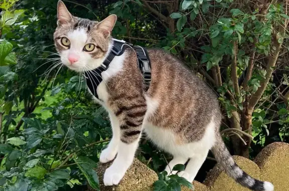 Chat perdu, Rennes, photo: Chat disparu Garçon, Rennes (fl503553)