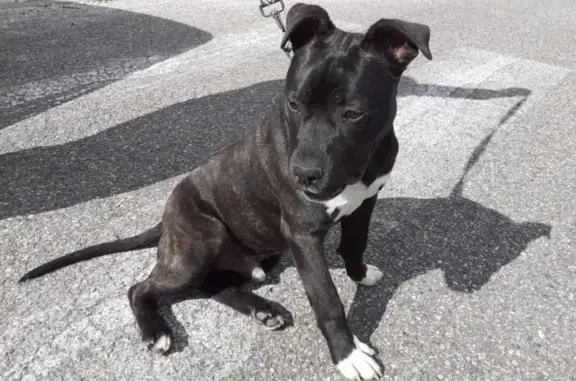 Chien trouvé Garçon (ff503554) - photo