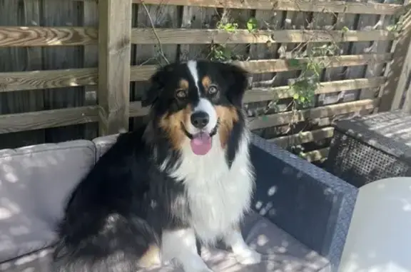 Chien perdu Ventabren, photo : Chien disparu Garçon, Ventabren (fl503556)