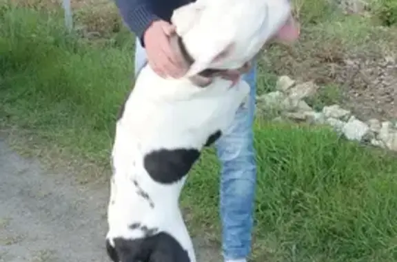 Chien trouvé Garçon, Plérin (ff503567) - photo