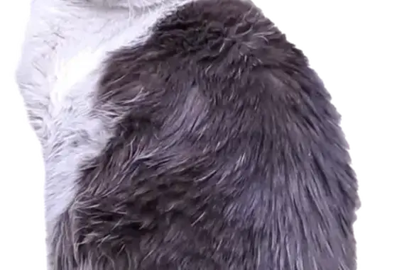 Chat trouvé, Méry-sur-Oise (ff503566) - photo
