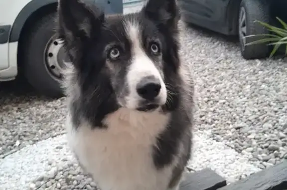 Chien trouvé Fille (ff503571) - photo
