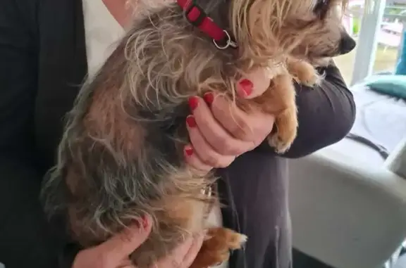 Chien trouvé Garçon, Sallaumines (ff503573) - photo