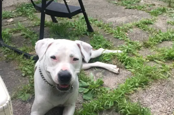 Missing dog, Indianapolis