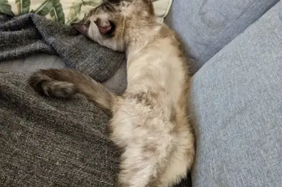 Chat trouvé Fille (ff503579) - photo