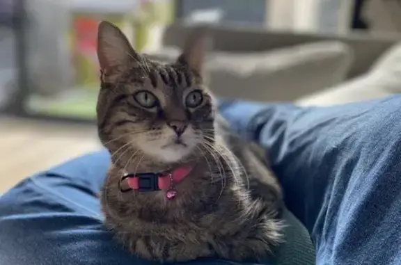Chat perdu, Rivesaltes, photo: Chat disparu Fille, Rivesaltes (fl503583)