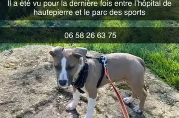Animaux perdus Strasbourg, photo: Chien disparu Garçon, Strasbourg (fl503587)