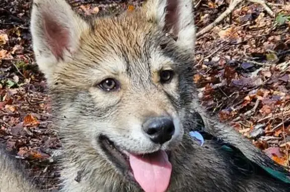 Chien disparu Garçon, Plouigneau (fl503588) - photo