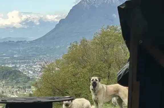 Chien trouvé Garçon, Queige (ff503589) - photo