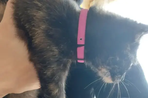 Animaux trouvés Nogent-sur-Seine, photo: Chat trouvé Fille, Nogent-sur-Seine (ff503591)