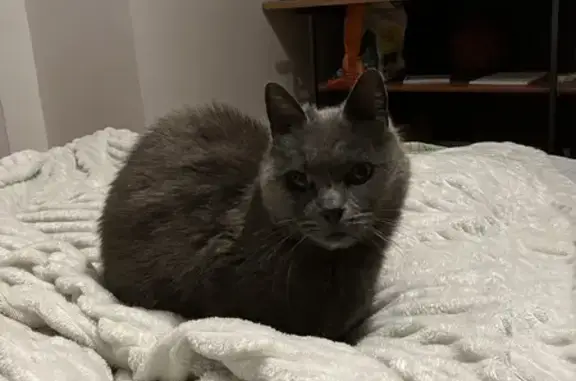Chat perdu, Quimper, photo: Chat disparu Garçon, Quimper (fl503592)