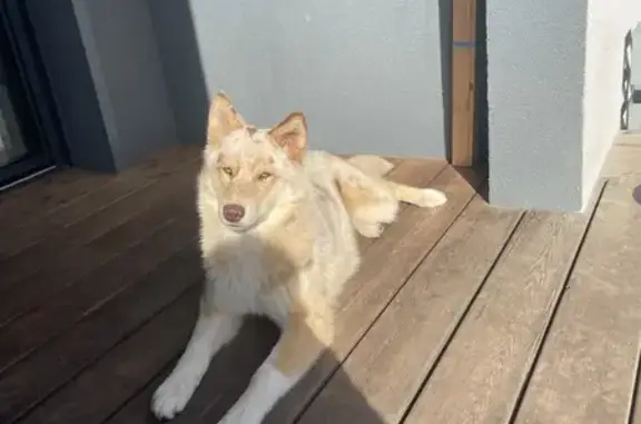 Chien perdu , photo : Chien disparu Fille (fl503596)