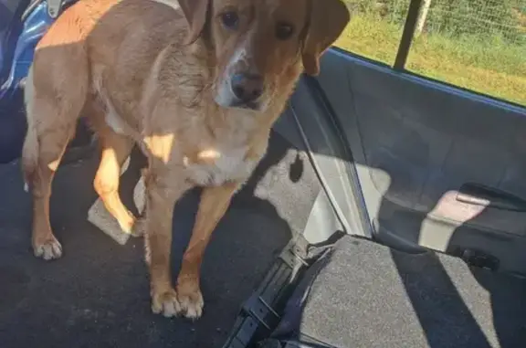Chien trouvé Garçon, Nouvelle-Aquitaine (ff503597) - photo