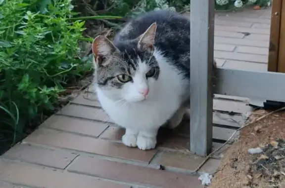 Animaux trouvés Caen, photo: Chat trouvé, Caen (ff503598)