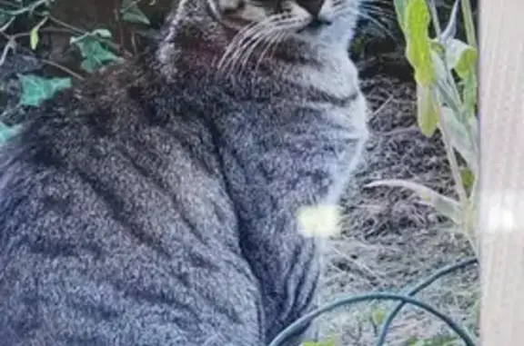 Animaux perdus La Baule-Escoublac, photo: Chat disparu Fille, La Baule-Escoublac (fl503600)