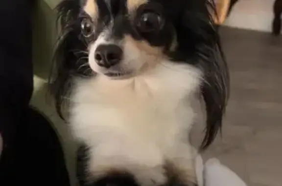 Chien perdu Sassenage, photo : Chien disparu Fille, Sassenage (fl503603)