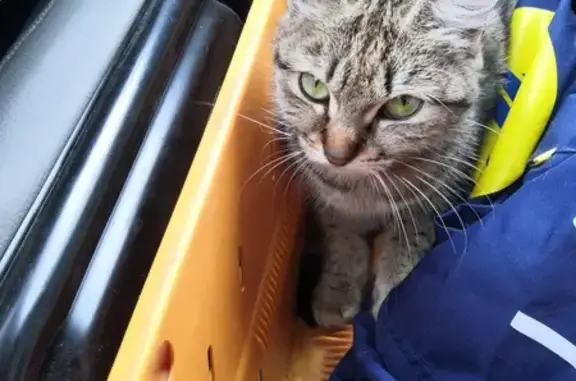Chat trouvé Fille, Pfastatt (ff503606) - photo