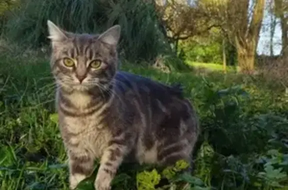Animaux perdus Mazé-Milon, photo: Chat disparu Garçon, Mazé-Milon (fl503608)