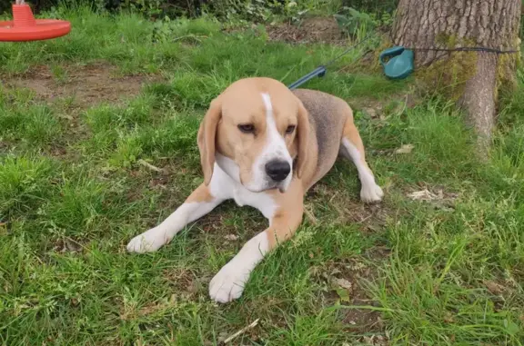 Chien trouvé Garçon, Les Sorinières (ff503616) - photo
