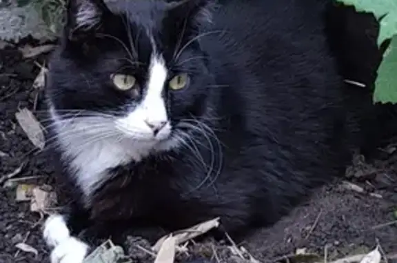 Chat perdu, Orchies, photo: Chat disparu Garçon, Orchies (fl503624)