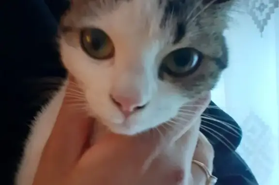 Chat trouvé Fille, Audincourt (ff503629) - photo