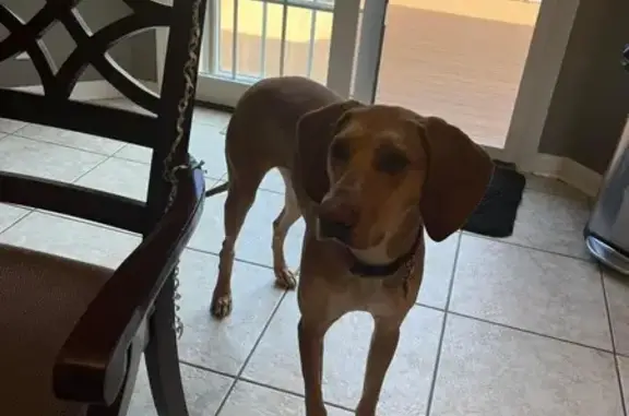 Update - she’s been found and is safe at home!
Red brown mix coonhound mix her name is Cranberry but we call her Berry - she has a name tag on her with a collar and orange harness with address and phone number
