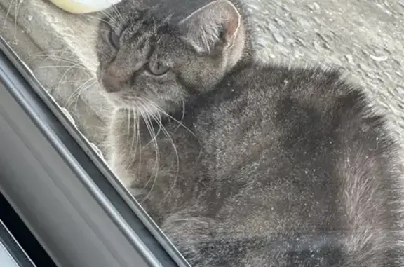 Chat trouvé Fille, Marquette-en-Ostrevant (ff503646) - photo