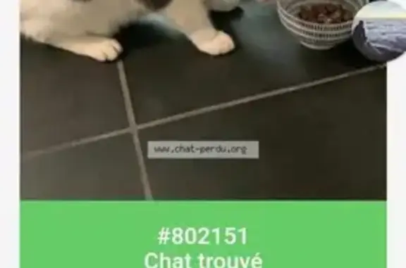 Chat trouvé Garçon (ff503650) - photo