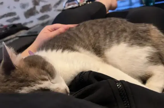 Chat perdu, Beaulieu-sur-Dordogne, photo: Chat disparu Fille, Beaulieu-sur-Dordogne (fl503651)