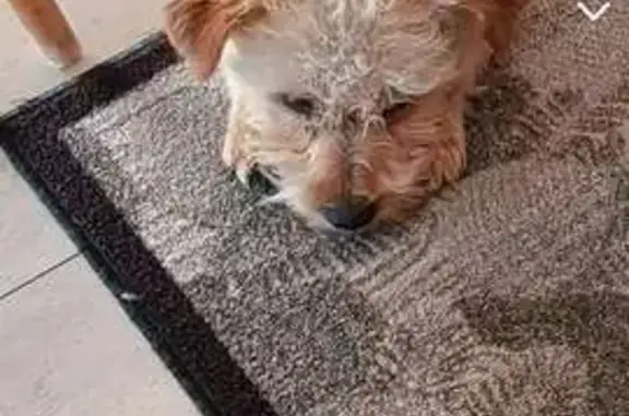 Chien disparu Garçon (fl503652) - photo