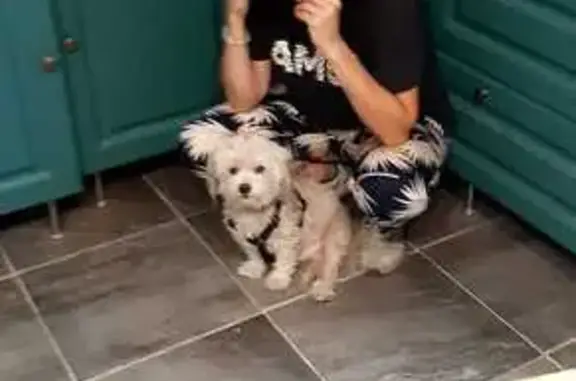Chien perdu Beaurepaire, photo : Chien disparu Garçon, Beaurepaire (fl503654)