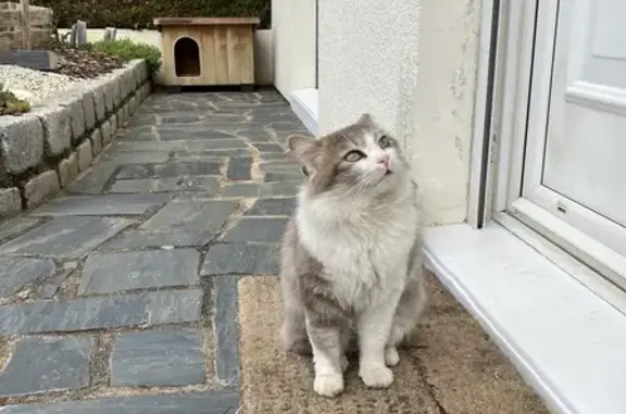 Chat trouvé, Bourges (ff503655) - photo