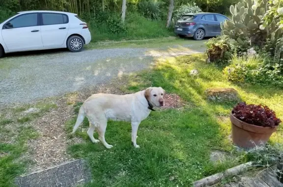 Animaux trouvés , photo: Chien trouvé Fille (ff503656)
