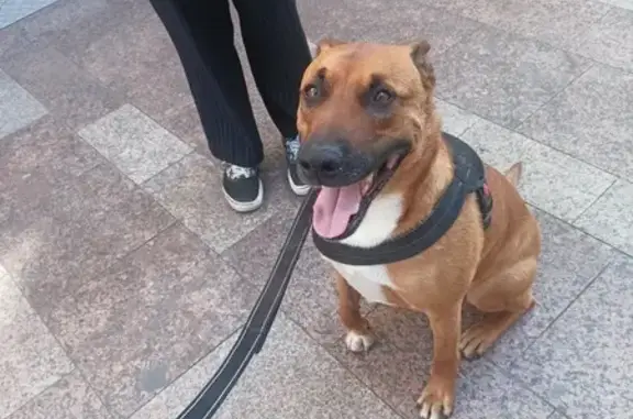 Chien trouvé Garçon (ff503659) - photo