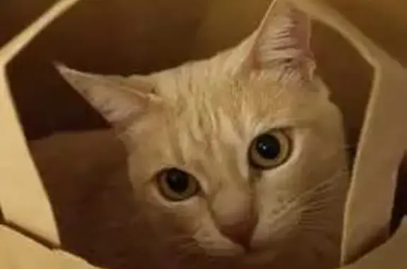 Chat perdu, Le Vigan, photo: Chat disparu Fille, Le Vigan (fl503660)