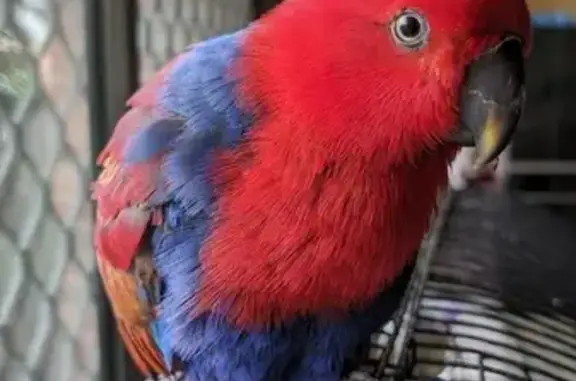 Missing female red and blue eclectus parrot around 4pm on the 21-04-2024. She flew away while still wearing her harness in the Riverwood area.
