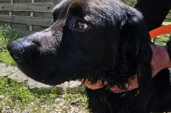 Chien trouvé Garçon (ff503662) - photo