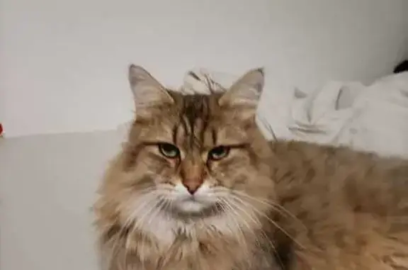 Chat perdu, Sorgues, photo: Chat disparu, Sorgues (fl503664)