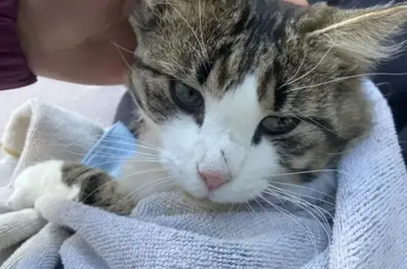 Chat trouvé Garçon (ff503667) - photo