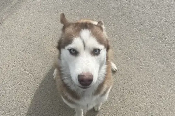 Chien trouvé Fille (ff503673) - photo