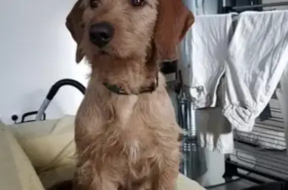 Chien perdu Aurillac, photo : Chien disparu Garçon, Aurillac (fl503674)