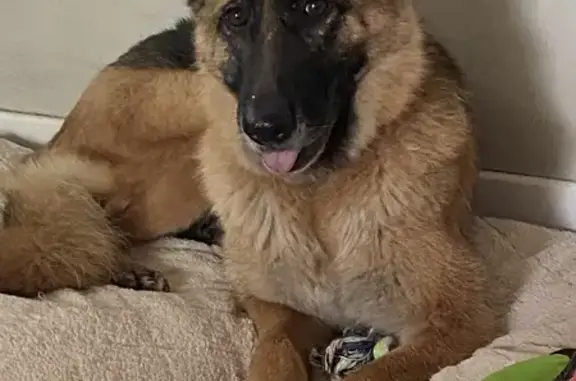 Chien perdu , photo : Chien disparu Fille (fl503677)