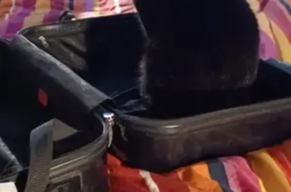 Chat perdu, Montreuil, photo: Chat disparu Fille, Montreuil (fl503680)