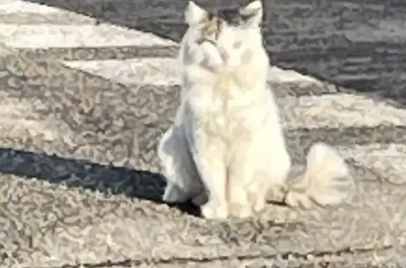 Chat trouvé Fille, Saint-Romain-en-Gal (ff503684) - photo